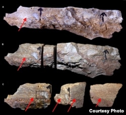 (A) Sample piece AVI 13-1c after removal from flowstone section LS01 (12) at the interface between the flowstone and the underlying cemented sediment LS02 (figs. S2 and S4). Note the cemented sediment of the LS02 unit adhering to the bottom part of the sample. (B) Sample piece AVI 13-1c after cutting out a section for U-series subsampling (fig. S7D). (C) Piece on the left in (B) viewed from different angles. The red arrows indicate the boundary between the LS01 flowstone and the LS02 cemented sediment. The black square indicates where flowstone formed around a sediment particle. (Science Advances)