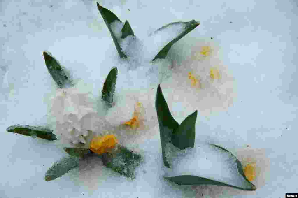 Ice coats flowers that had already begun to blossom for spring, as frozen rain falls on Capitol Hill, in Washington, March 14, 2017.