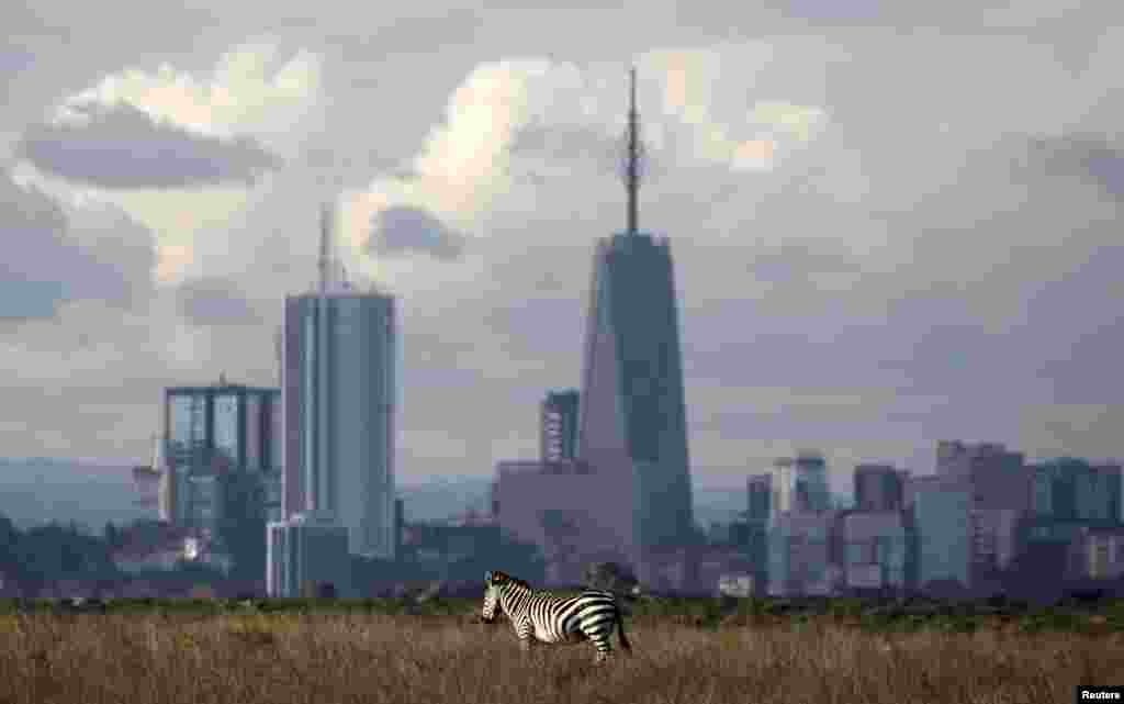 The Nairobi skyline is seen in the background as a zebra walks through the Nairobi National Park, Kenya.