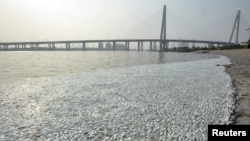 FILE - Dead fish are seen on the banks of Haihe river at Binhai new district in Tianjin, China, August 20, 2015.