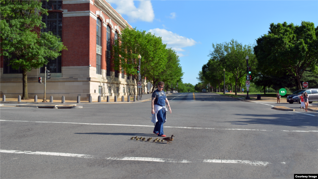 Satu keluarga bebek melewati jalan dekat Constitution Ave. di tengah kota Washington, D.C. (foto: Diaa Bekheet)