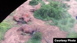 Some of the elephants killed by poachers in Tsavo East National Park in Kenya, January 5, 2013. (Credit: Peter Leitoro of Kenya Wildlife Service)