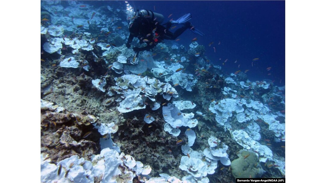 Scientists Have Begun Conserving Coral by Slicing and Freezing It