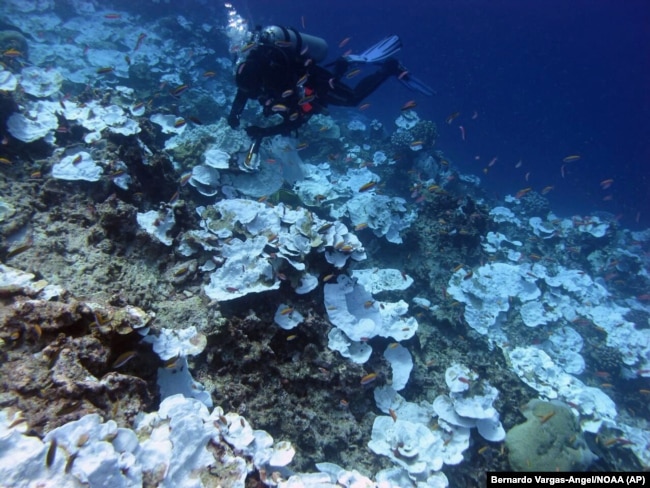 This May 2016 photo provided by NOAA shows bleaching and some dead coral around Jarvis Island, which is part of the U.S. Pacific Remote Marine National Monument.