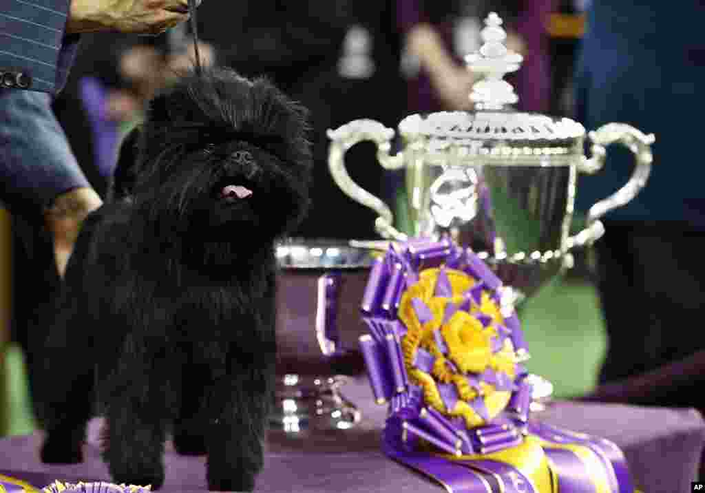 Banana Joe, an Affenpinscher, stands beside its trophy after winning the 137th Westminster Kennel Club Dog Show at Madison Square Garden in New York, February 12, 2013.