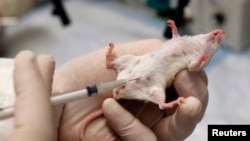 FILE - A laboratory mouse is seen receiving an injection.