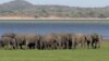 Seis elefantes são abatidos todos os dias em Moçambique