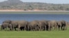 Elefantes atacam em Malanje