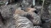 Dua dari tiga bangkai harimau Sumatera yang ditemukan mati karena infeksi luka terkena jerat di Desa Ie Buboh, Kecamatan Meukek, Kabupaten Aceh Selatan, Aceh, Kamis 26 Agustus 2021. (Courtesy: BKSDA Aceh)