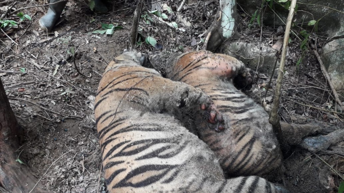Luka Infeksi Terkena Jerat, Tiga Harimau Sumatera di Aceh Selatan Mati - Vimarsana News
