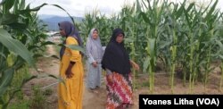 Para ibu anggota kelompok tani perempuan Galaksi (gempa dan likuifaksi) Huntara Desa Lolu beraktifitas di kebun tanaman jagung, 30 Juli 2019. (Foto: VOA/ Yoanes Litha)