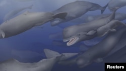 A pod of Albicetus, meaning "white whale," travel together through the Miocene Pacific Ocean, surfacing occasionally to breathe in this artist's rendering released to Reuters, Dec. 8, 2015. 