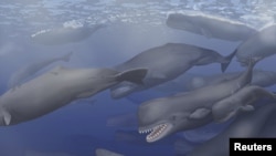 A pod of Albicetus, meaning "white whale," travel together through the Miocene Pacific Ocean, surfacing occasionally to breathe in this artist's rendering released to Reuters, Dec. 8, 2015.