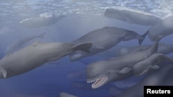 A pod of Albicetus, meaning "white whale," travel together through the Miocene Pacific Ocean, surfacing occasionally to breathe in this artist's rendering released to Reuters, Dec. 8, 2015. 