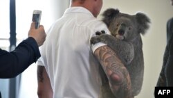 Chad Staples from the Featherdale Wildlife Sanctuary holds a four-year-old koala named Archer at a media event in Sydney 