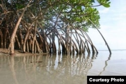 Conservationists say Cameroon is losing about 2,500 hectares of mangroves each year. The resulting erosion and loss of habitat for wildlife also threatens the jobs of up to five million people who live along the coast. (Cameroon Mangrove Network)