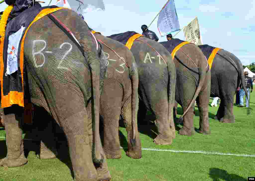 This year&#39;s lineup is composed of 51 elephants, all relatively docile teenage females, 2014 King&#39;s Cup Elephant Polo Tournament in Samut Prakan province, on the outskirts of Bangkok, Aug. 28, 2014. (Steve Herman/VOA).