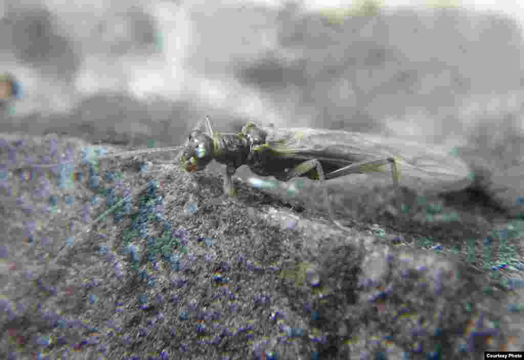 The Meltwater stonefly is the first insect species being considered for listing due to climate change. (Joe Giersch/USGS) 