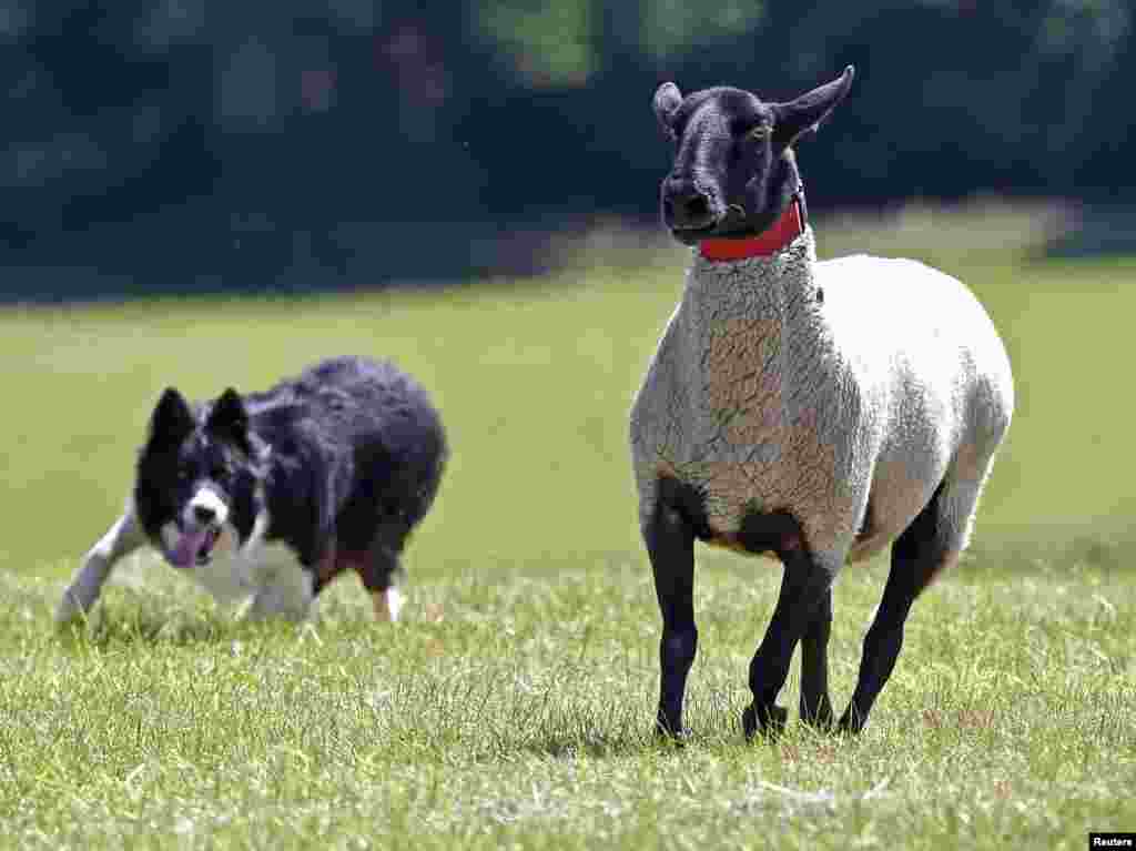 Sheepdog Glenn chases a Suffolk cross sheep at the 2015 Welsh National Sheep Dog Trials at Llanvetherine in Wales.