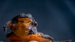 Scientists Report ‘Dating’ Progress between Rare Frog and Mate