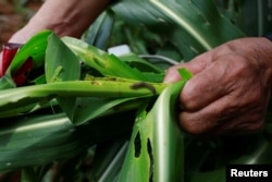 A farmer shows a Fall Army Worm in a maize field at Pak Chong district, Nakhon Ratchasima province, Thailand June 12, 2019. (REUTERS/Soe Zeya Tun)