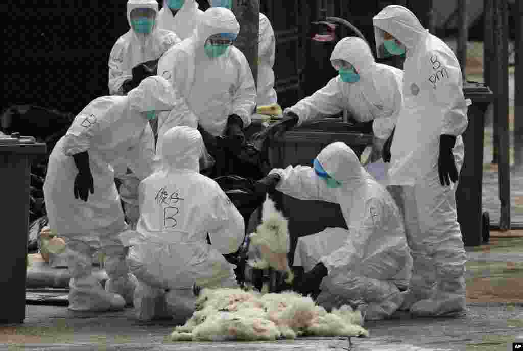 Health workers in full protective gear pick up a killed chicken after suffocated them by using carbon dioxide at a wholesale poultry market in Hong Kong. Authorities began culling 20,000 birds at a wholesale market after poultry from southern mainland China tested positive for the H7N9 virus, the first time it had been found in imported poultry in Hong Kong.