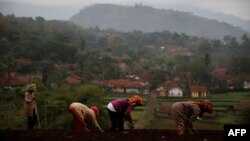 Para petani menanam kacang di Desa Cikawao, di Majalaya, Jawa Barat, 12 Oktober 2017, sebagai ilustrasi. Pemerintah menginisiasi forum kolaborasi antarnegara ASEAN untuk mengoptimalkan pembangunan desa di kawasan Asia Tenggara. (Foto: Reuters)