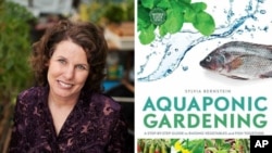 Hydroponic gardener and author Sylvia Bernstein discovered she could use the waste water from fish to grow organic vegetables and fruits.