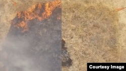 Under the supervision of CalFire, the researchers performed test burns on a grassy roadside area near San Luis Obispo, California, to gauge the effect of the fire-retarding hydrogel. The images above show untreated (left) and treated (right) areas.