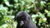 Un jeune gorille de Grauer est aperçu dans le parc national de Kahuzi-Biega, dans le Sud-Kivu, dans l'est de la République démocratique du Congo, le 5 novembre 2012.