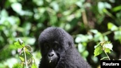 Un jeune gorille de Grauer est aperçu dans le parc national de Kahuzi-Biega, dans le Sud-Kivu, dans l'est de la République démocratique du Congo, le 5 novembre 2012.
