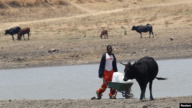 A youth fetches water from a dam near Mount Darwin, Zimbabwe, Oct. 26, 2016.