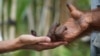 Orangutan yang tadinya dijadwalkan akan dilepasliarkan, terpaksa “ditahan” tanpa kepastian kapan akan dibiarkan bebas berkeliaran di hutan akibat pandemi Covid-19. Foto: BOS (Borneo Orang Utan Survival)