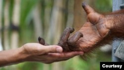 Orangutan yang tadinya dijadwalkan akan dilepasliarkan, terpaksa “ditahan” tanpa kepastian kapan akan dibiarkan bebas berkeliaran di hutan akibat pandemi Covid-19. Foto: BOS (Borneo Orang Utan Survival)
