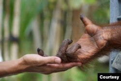 Orangutan yang tadinya dijadwalkan akan dilepasliarkan, terpaksa “ditahan” tanpa kepastian kapan akan dibiarkan bebas berkeliaran di hutan akibat pandemi Covid-19. Foto: BOS (Borneo Orang Utan Survival)