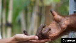 Orangutan yang tadinya dijadwalkan akan dilepasliarkan, terpaksa “ditahan” tanpa kepastian kapan akan dibiarkan bebas berkeliaran di hutan akibat pandemi Covid-19. (Foto: BOS (Borneo Orang Utan Survival))