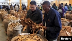 Buyers check the quality of tobacco during the last day of the selling season at Tobacco Sales Floor (TSF) in Harare, July 15, 2015. 