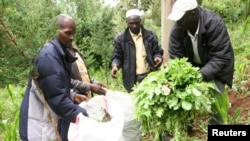 FILE - Police officers uproot poppy plants discovered on a farm in Njabini Kinangop, about 100 kilometers west of Nairobi, Kenya.