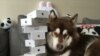 Chinese Man Gives Dog 8 New iPhones