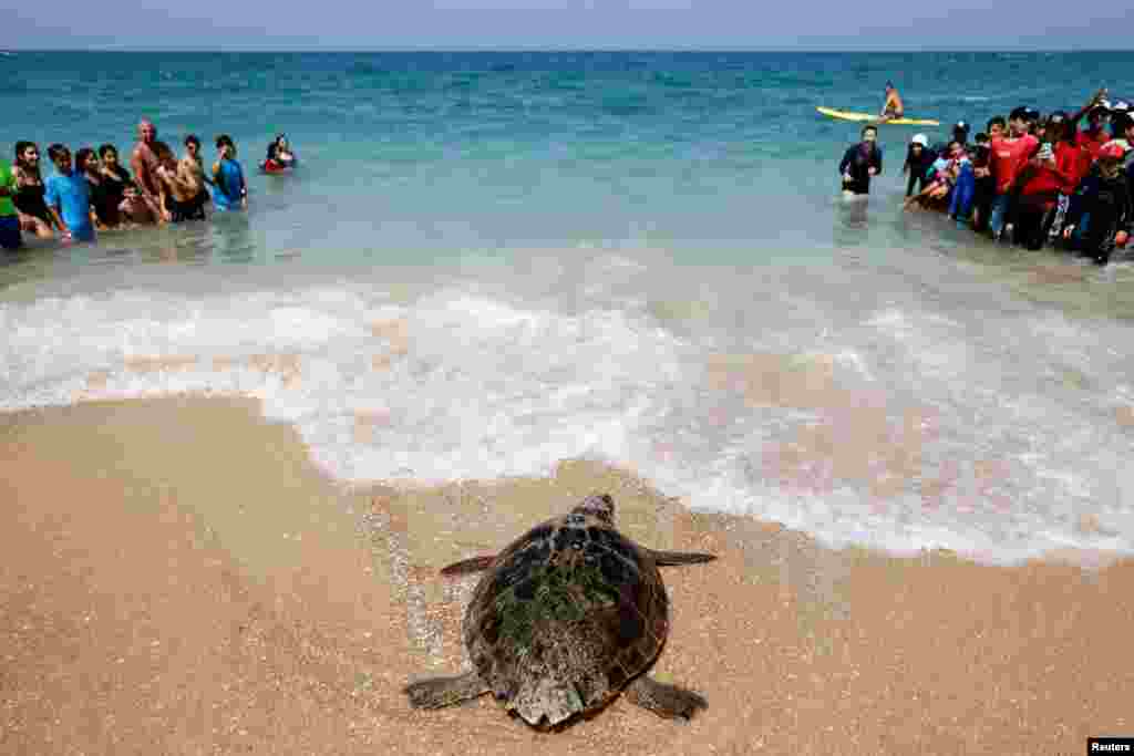 People watch as a loggerhead sea turtle is released back to sea following months recovering from an injury at Israel's Nature and Park Authority's National Sea Turtle Rescue Centre, at Palmahim Beach National Park.