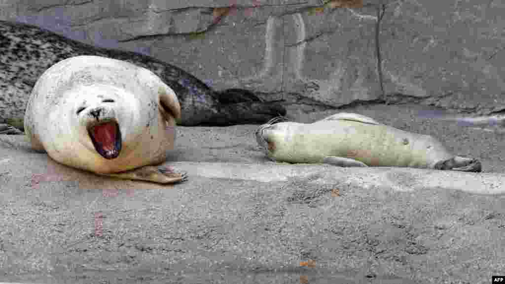 Seal mother Gina yawns next to her baby Felix at the zoo in Karlsruhe, southwestern Germany.