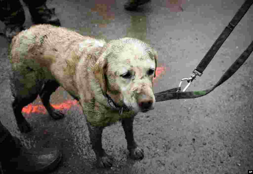 Rescue dog Tryon, muddied from the day's work, stands with his handler near the west side of the mudslide on Highway 530 near mile marker 37 in Arlington, Washington, March 30, 2014.