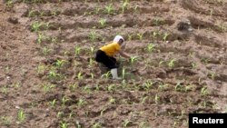 지난 2015년 6월 북한 평안북도 주민이 가뭄으로 말라버린 밭에서 일하고 있다.