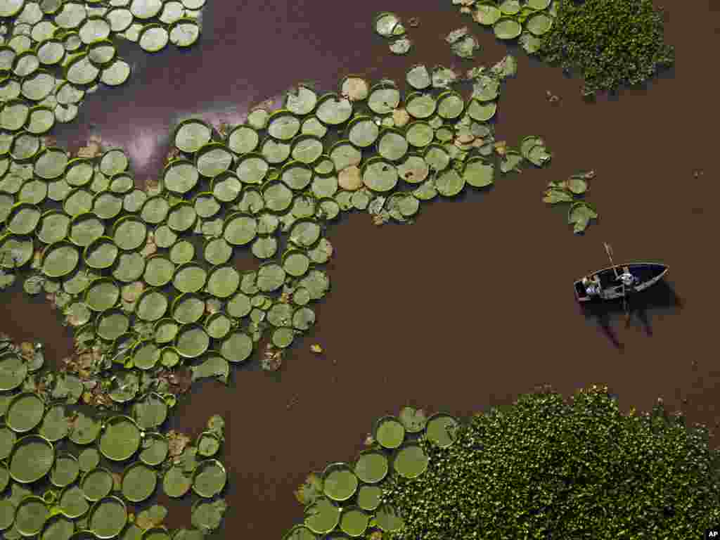 Hundreds of Victoria Cruziana plants float over the Salado river water in Piquete Cue, near Limpio, on Asuncion&#39;s outskirts, Paraguay, Jan. 7, 2018.