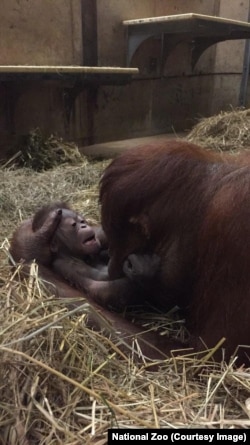 Batang and her newborn boy orangutan at just one hour old, at the Smithsonian National Zoo in Washington, D.C.