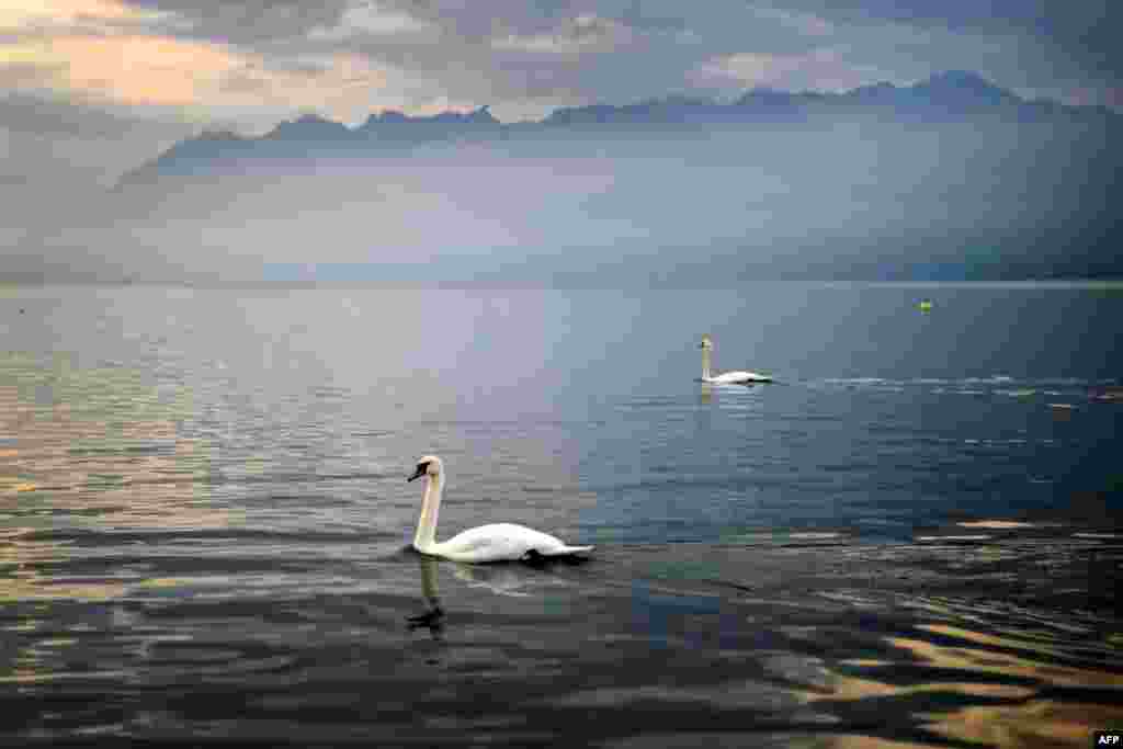 Two swans glide on the misty waters of Lake Geneva at sunrise in Lausanne, western Switzerland.