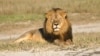 Cecil’s Shadow Haunts Africa’s Captive Lions