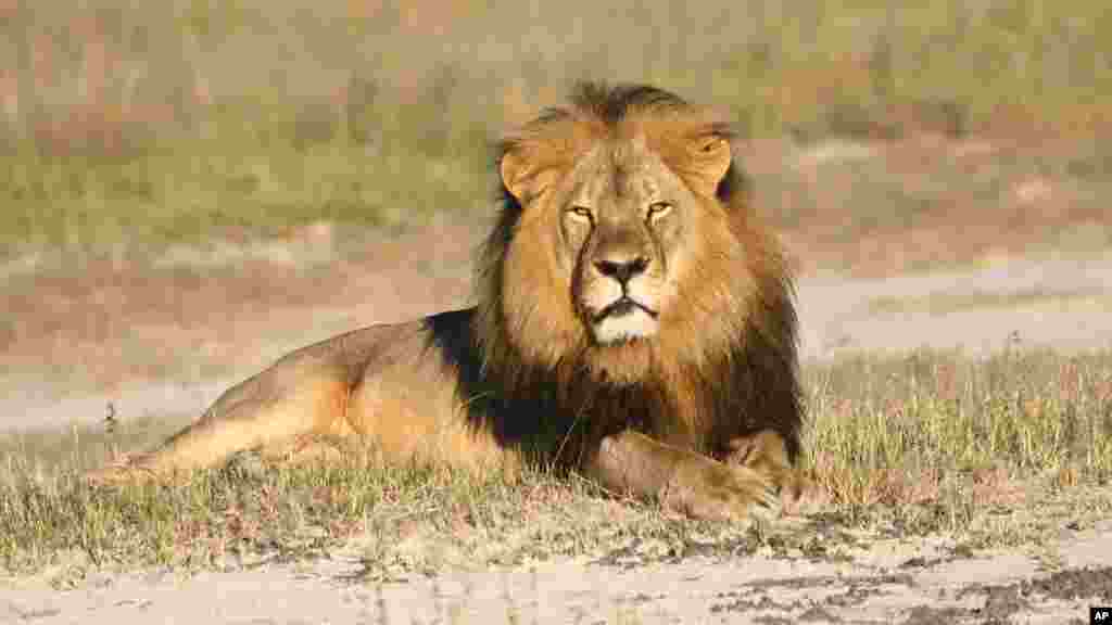 Zimbabwe Lion Killed