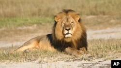 Di foto yang tidak menyebutkan tanggal dari Wildlife Conservation Research Unit, singa Cecil sedang beristirahat di Taman Nasional Hwange, di Hwange, Zimbabwe. 