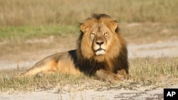 In this undated photo provided by the Wildlife Conservation Research Unit, Cecil the lion rests in Hwange National Park, in Hwange, Zimbabwe. 